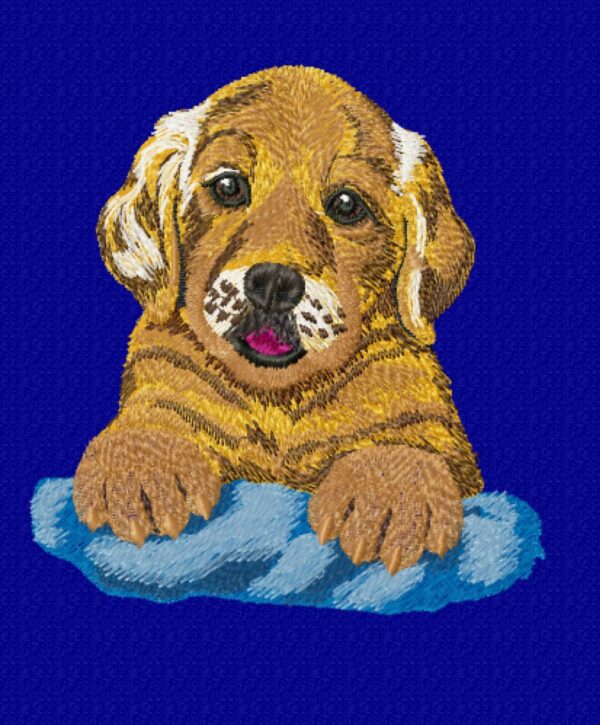 Zlatý retriever šteniatko - Image 5